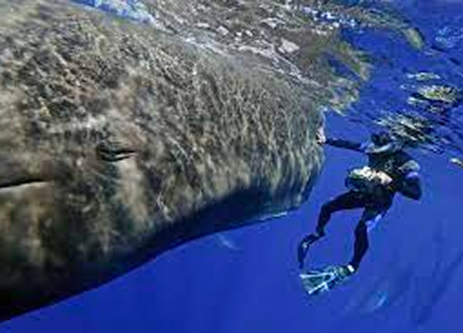 Diver swimming beside a massive whale in deep blue ocean waters.