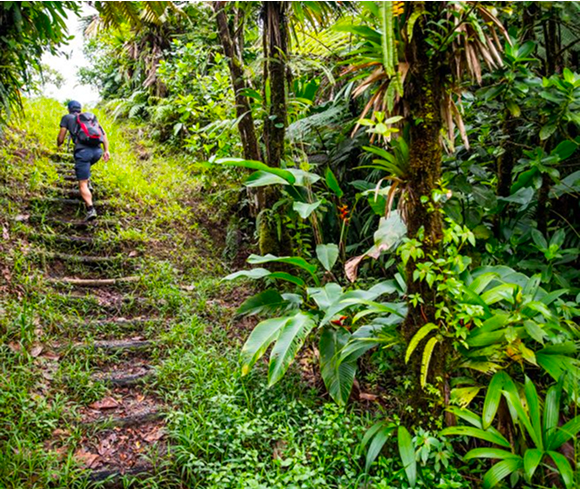 Person with a backpack hiking up stone steps through a dense tropical forest with tall trees and vibrant green plants.